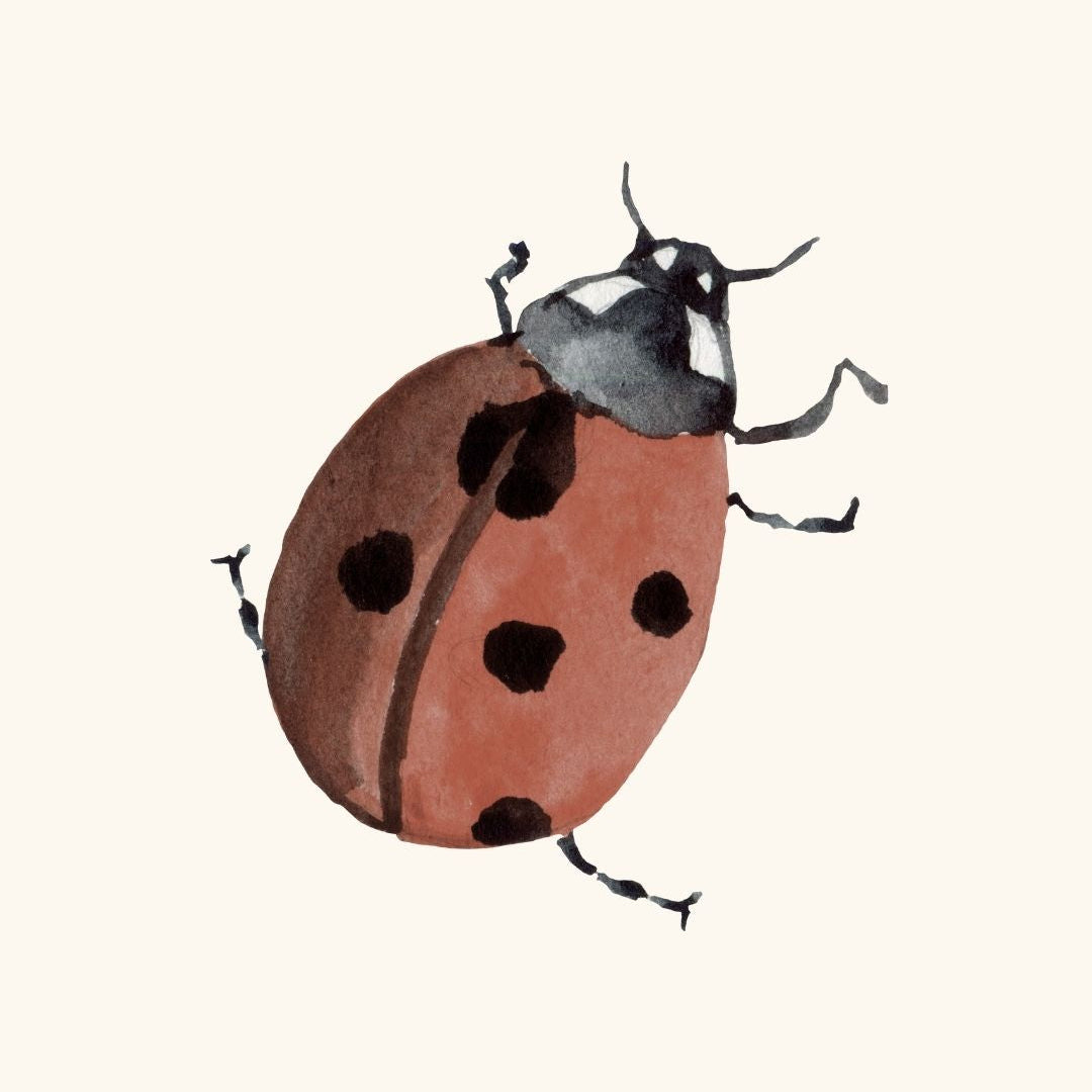 COCCINELLE.