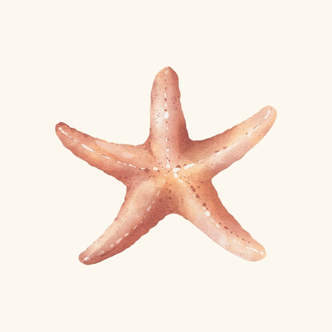 ETOILE DE MER.