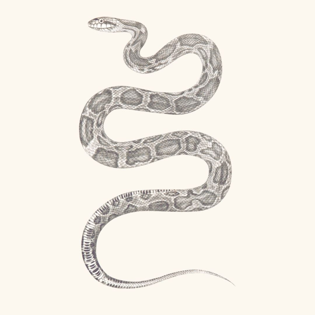 SERPENT.