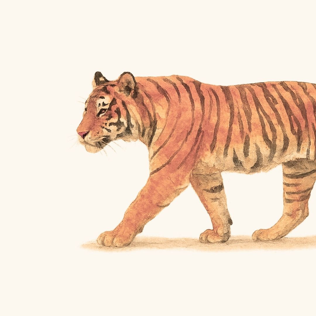 TIGRE.